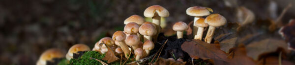 47-mushrooms_1125 ГРИБНИКИ WANTED
